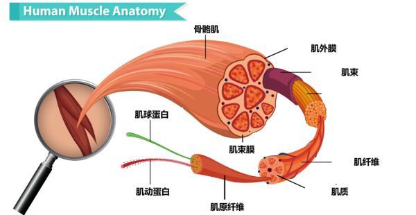 同样举铁三个月，为什么别人成了大力水手，我看起来毫无变化？  第5张