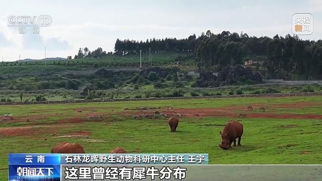 非洲黑犀牛起源于中国？中科院:1000多万年前原始先民就生活在中国的土地上。  第9张