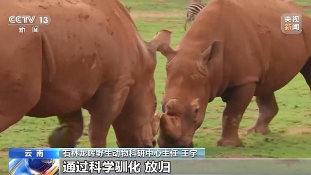 非洲黑犀牛起源于中国？中科院:1000多万年前原始先民就生活在中国的土地上。  第12张