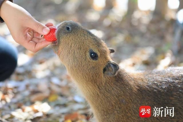 南通森林野生动物园:小动物享受“浆果”生活