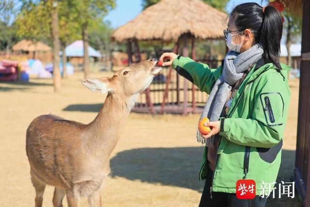 南通森林野生动物园:小动物享受“浆果”生活  第3张