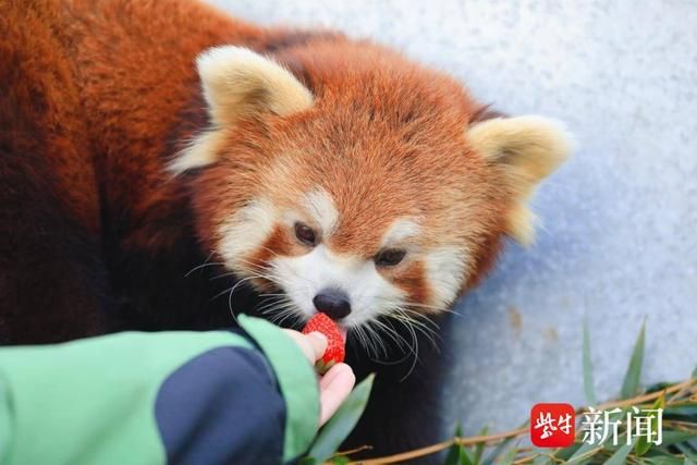 南通森林野生动物园:小动物享受“浆果”生活  第4张