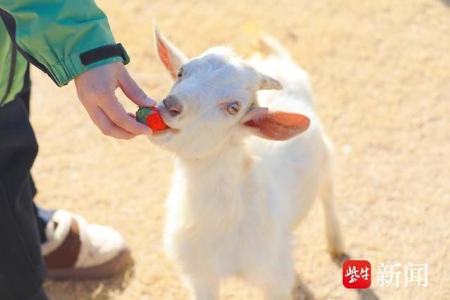 南通森林野生动物园:小动物享受“浆果”生活  第6张