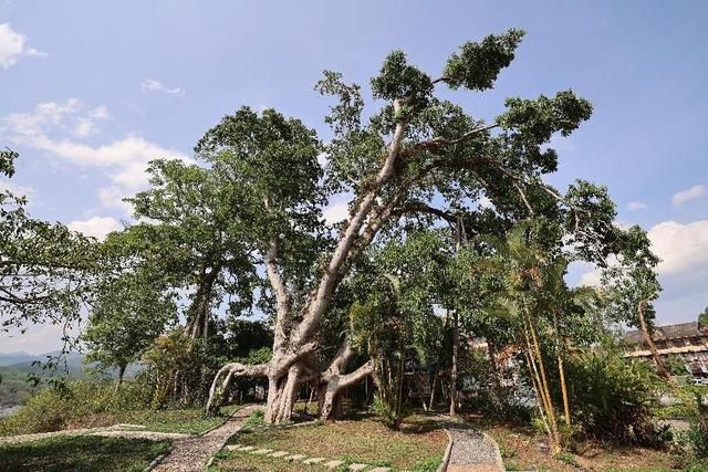 旅游|有一种生活叫云南:文化与旅游深度融合的江城实践。  第2张