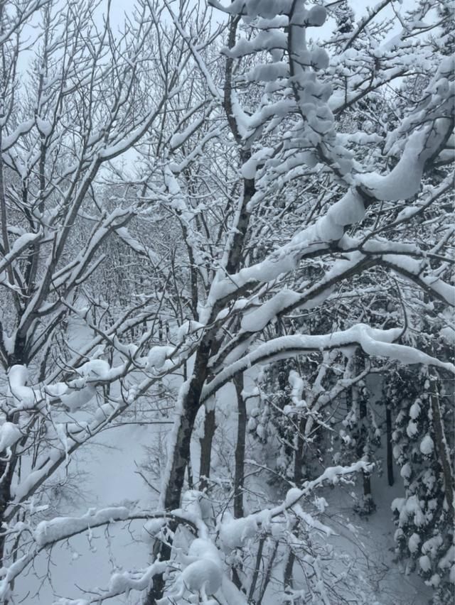 接待处的记者看着日本境外雪原的雪崩惨剧:如果雪滑得好，能少一分安全吗？  第2张