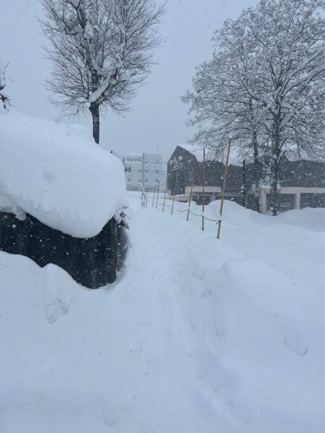 接待处的记者看着日本境外雪原的雪崩惨剧:如果雪滑得好，能少一分安全吗？  第3张