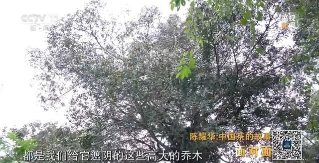 为什么景迈山？探索世界首个以茶为主题的世界遗产  第5张