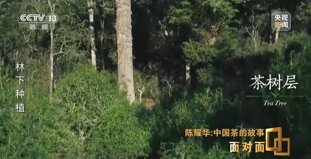 为什么景迈山？探索世界首个以茶为主题的世界遗产  第6张