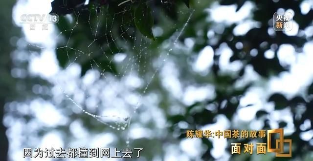 为什么景迈山？探索世界首个以茶为主题的世界遗产  第9张