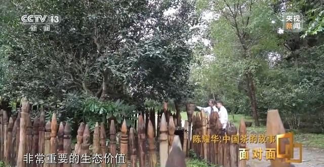 为什么景迈山？探索世界首个以茶为主题的世界遗产  第10张