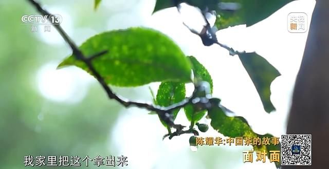 为什么景迈山？探索世界首个以茶为主题的世界遗产  第15张