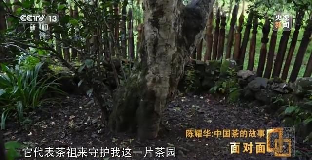 为什么景迈山？探索世界首个以茶为主题的世界遗产  第14张