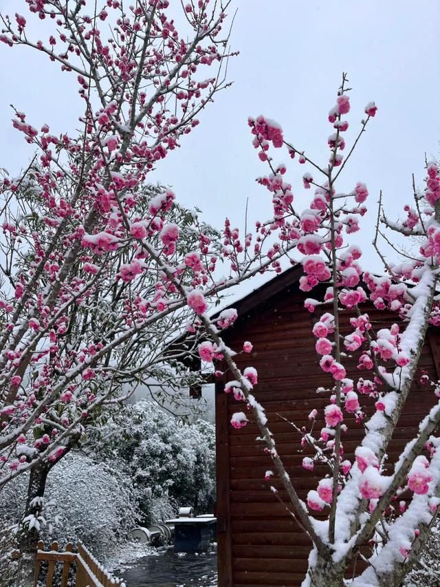 下雪了巴山大峡谷又下雪了！  第10张