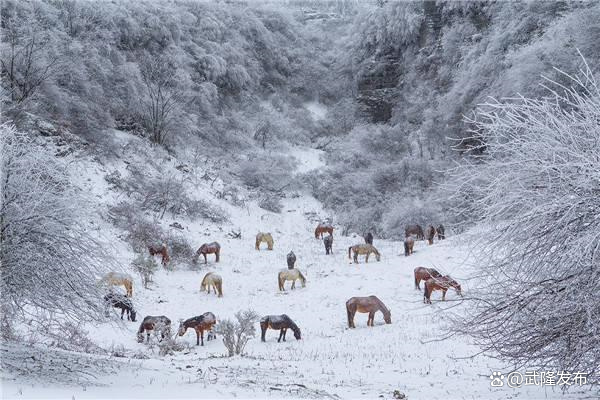 Xi大普奔！重庆仙女山下雪了。春节留下的玩雪的约会将在本周末补上。  第5张