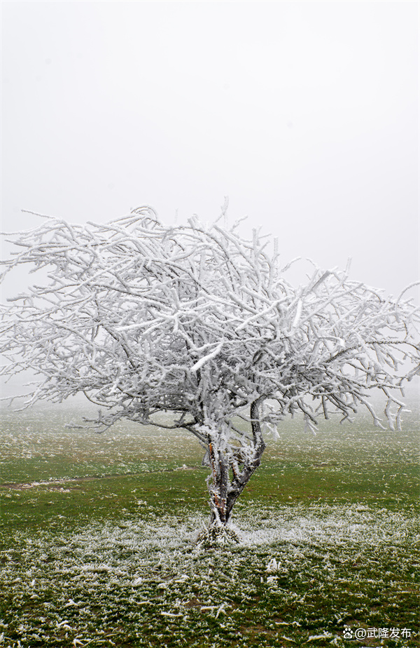 Xi大普奔！重庆仙女山下雪了。春节留下的玩雪的约会将在本周末补上。  第7张