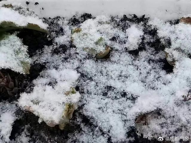 持续关注|成都罕见降雪  第8张