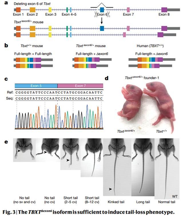 我为什么没有尾巴？在一次意外受伤后，他的论文登上了《自然》杂志的封面。  第5张